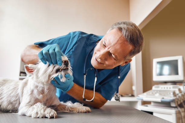 Best Emergency Tooth Extraction in Union Gap, WA
